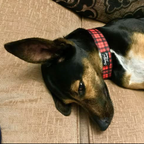 Martingale Dog Collar product image 11