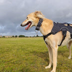 Martingale Collar product image 2