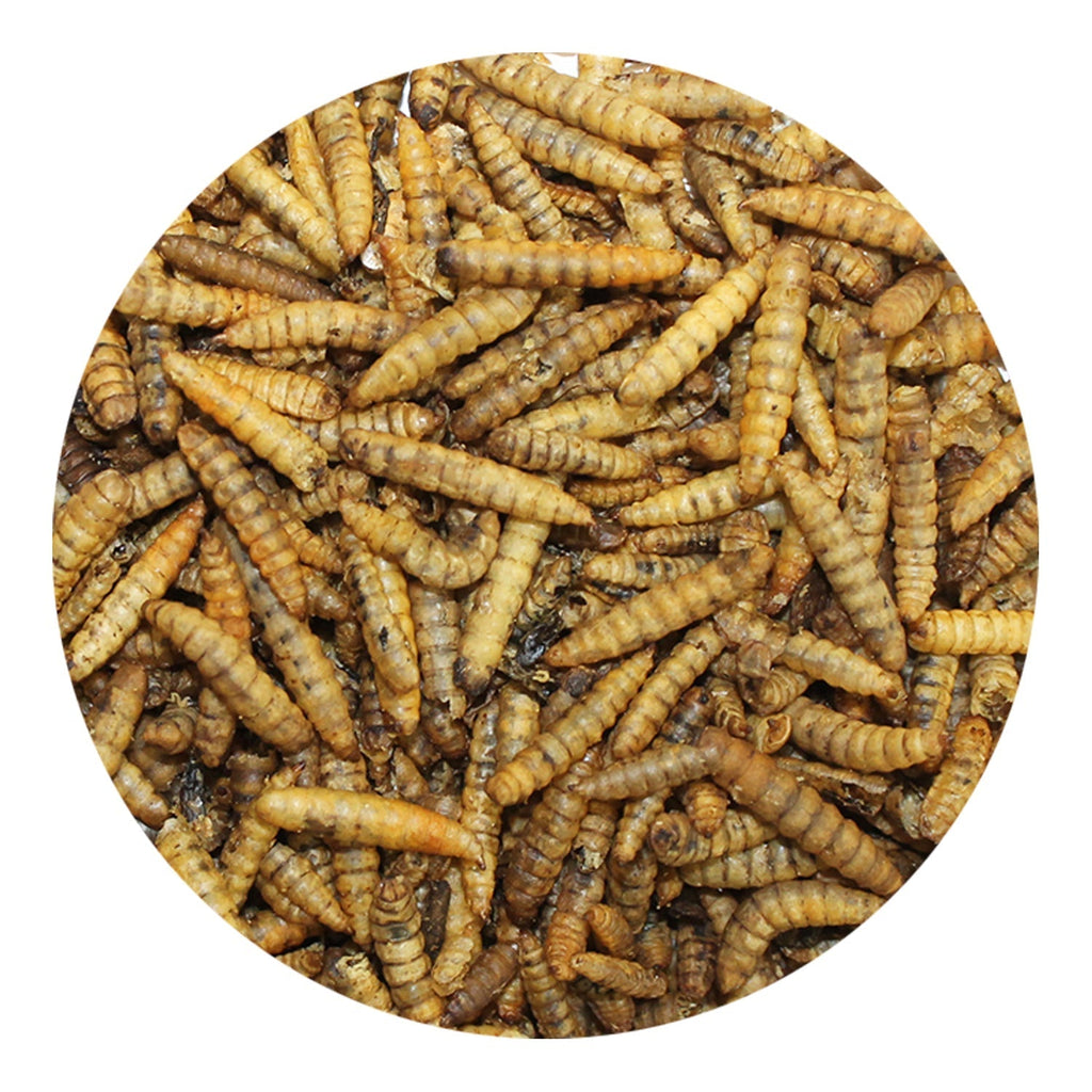 Dried Black Soldier Fly Larvae product image 2