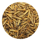 Dried Black Soldier Fly Larvae product image 2