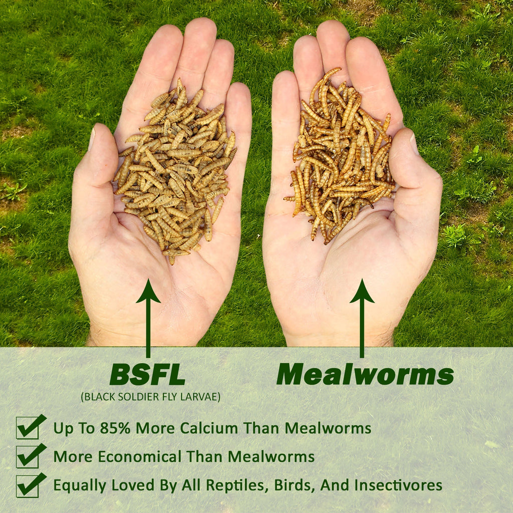 Dried Black Soldier Fly Larvae product image 4