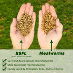 Dried Black Soldier Fly Larvae product image 4
