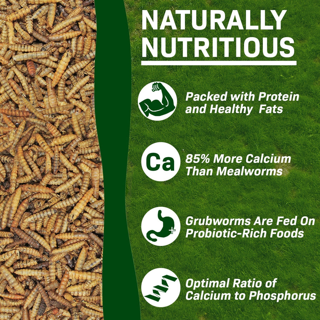 Dried Black Soldier Fly Larvae product image 5