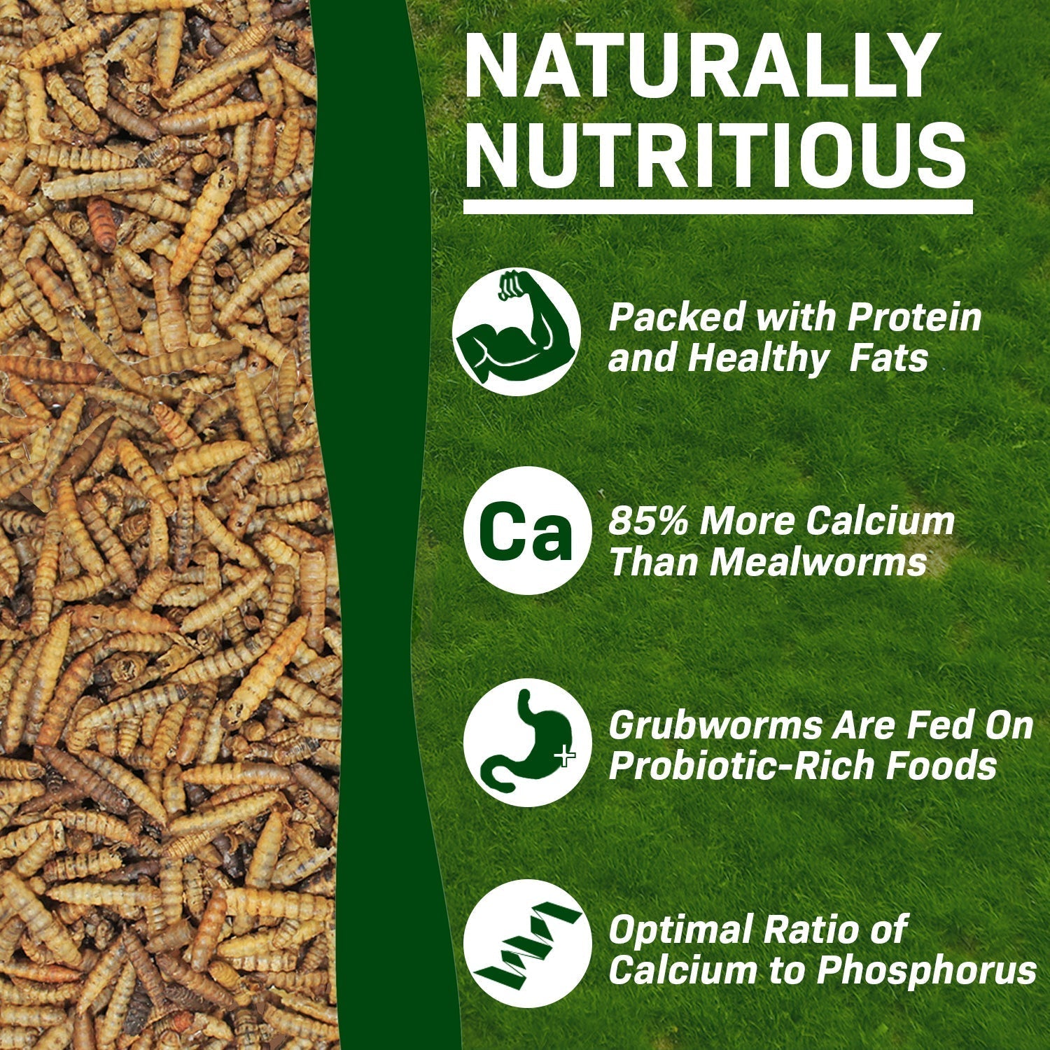 Dried Black Soldier Fly Larvae product image 5