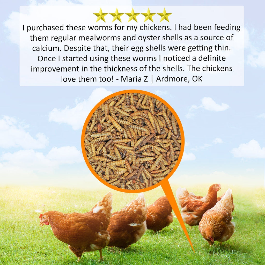 Dried Black Soldier Fly Larvae product image 6