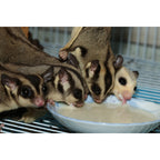 Sugar Glider Food product image 3