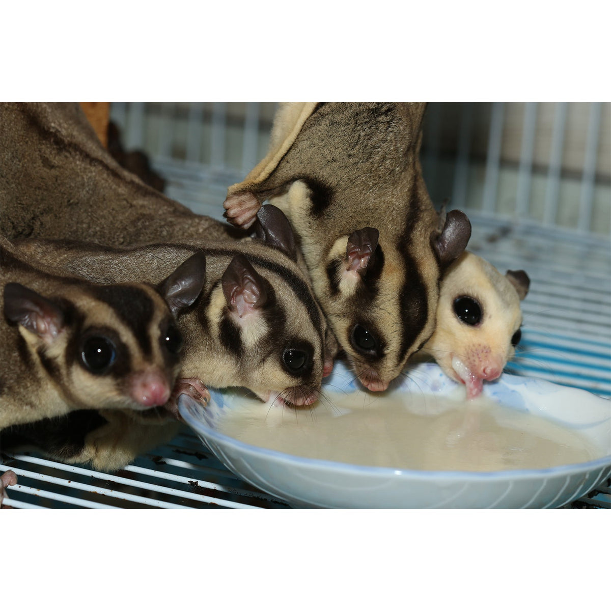 Sugar Glider Food product image 3