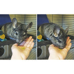Green Pea Flake Small Pet Treats product image 12