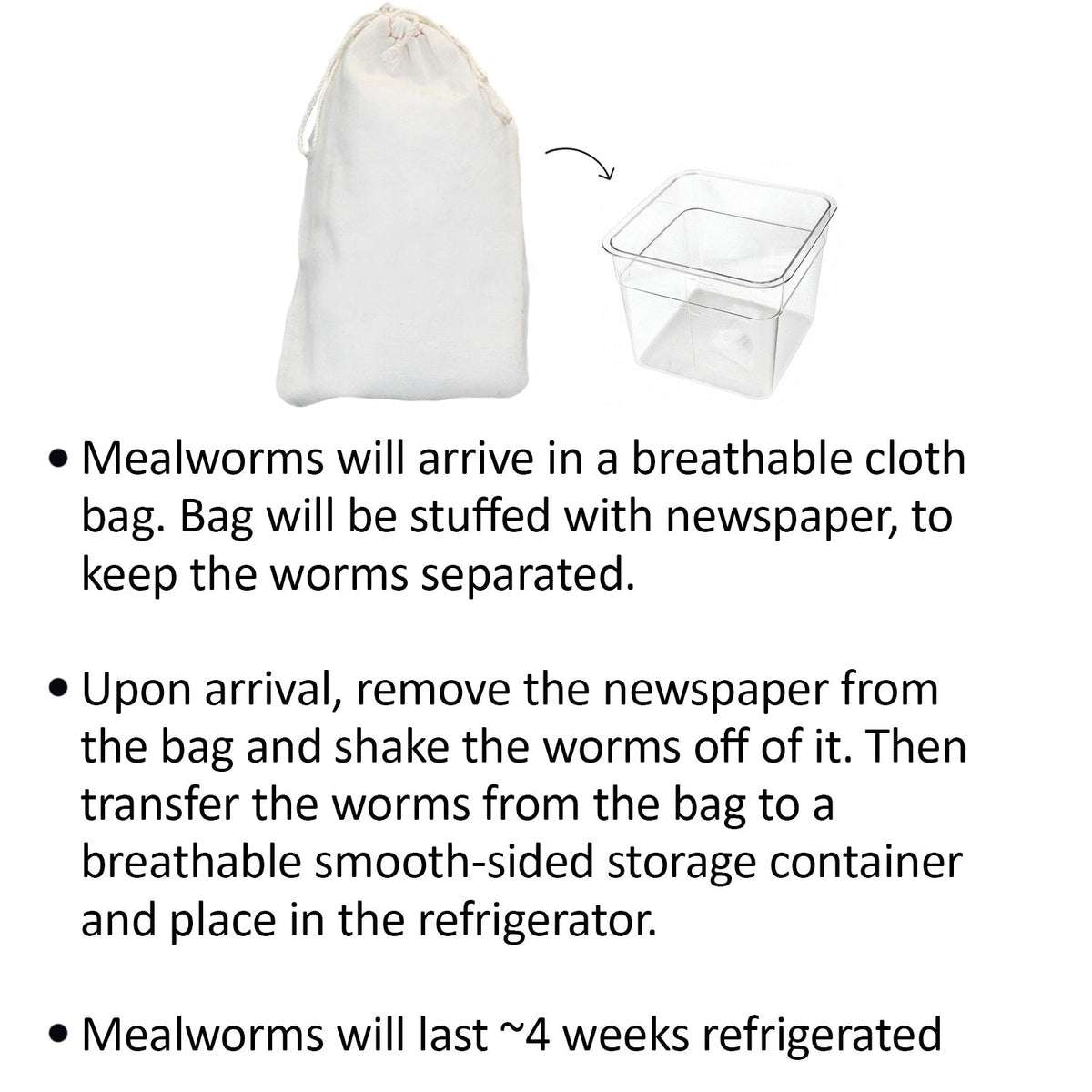 Mealworm Breeder Kit product image 3