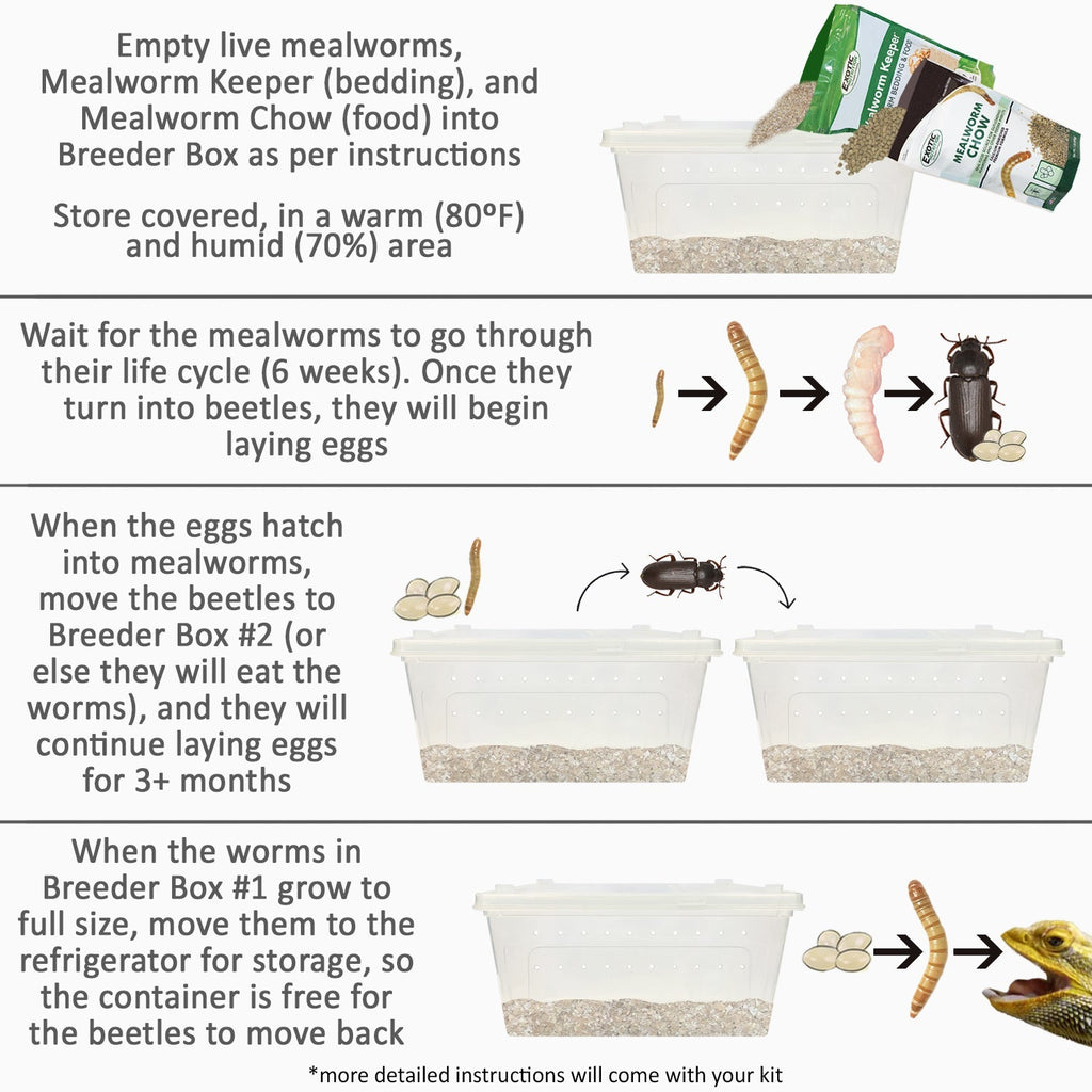 Mealworm Breeder Kit product image 4