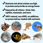 Mealworm Breeder Kit product image 5