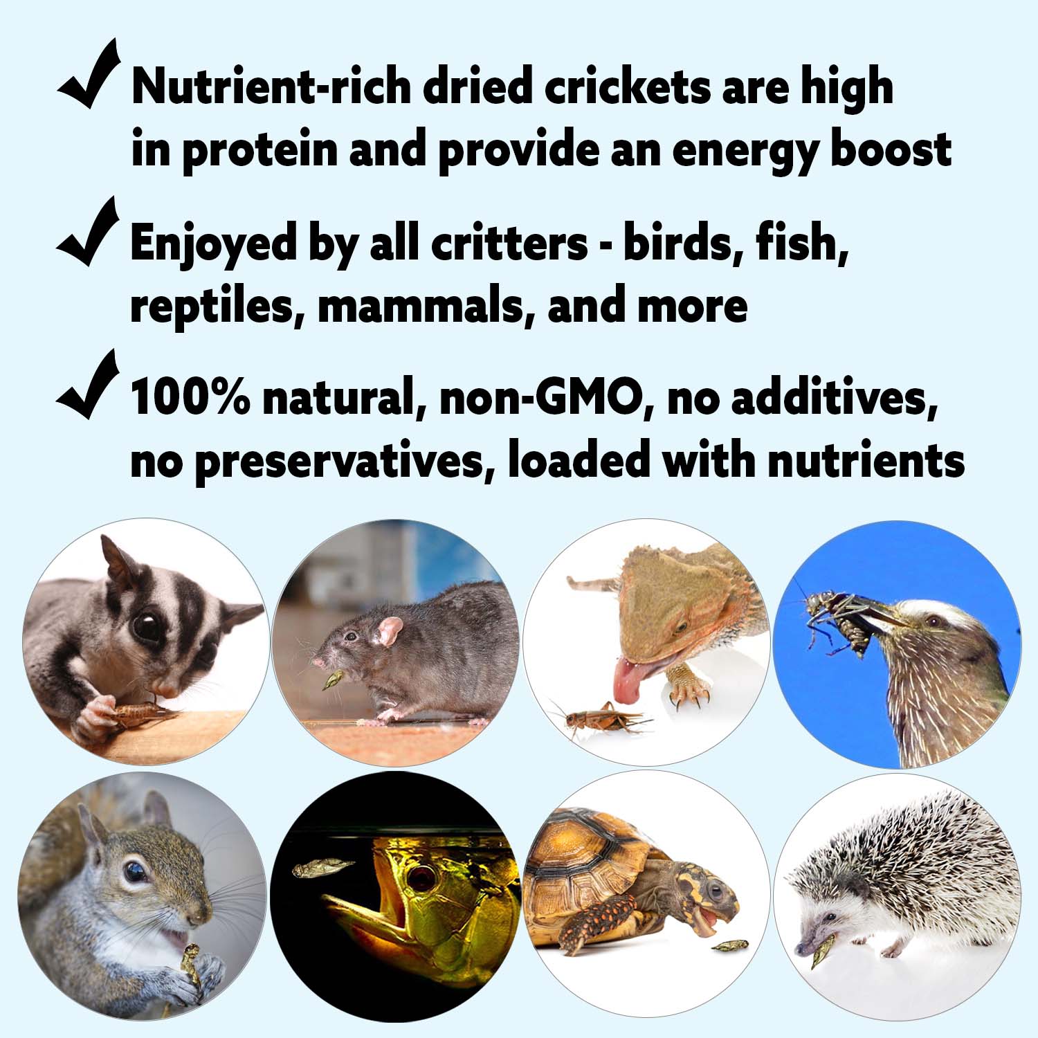 Mealworm Breeder Kit product image 5