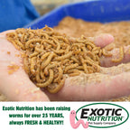 Mealworm Breeder Kit product image 6
