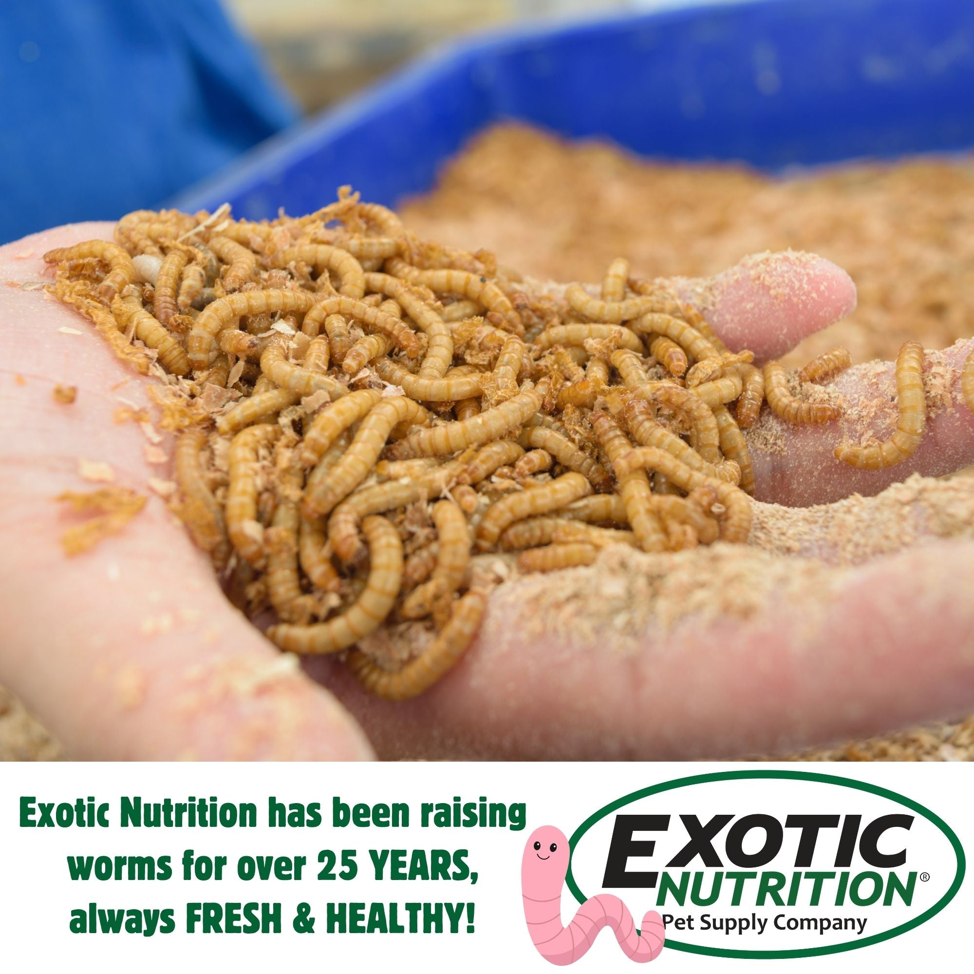 Mealworm Breeder Kit product image 6