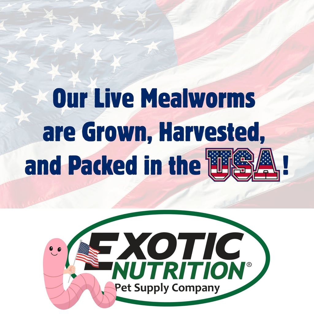 Mealworm Breeder Kit product image 7