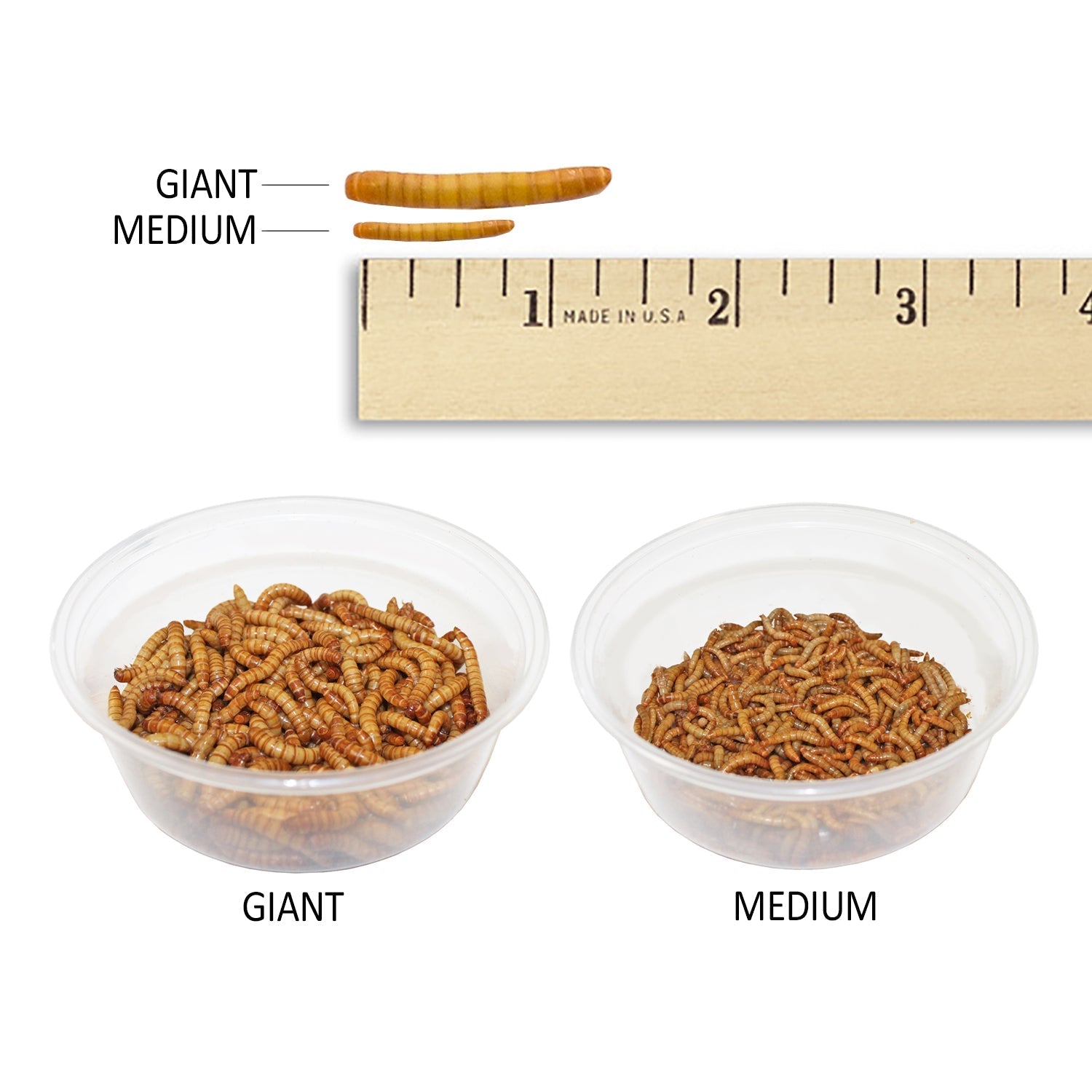 Mealworm Breeder Kit product image 9