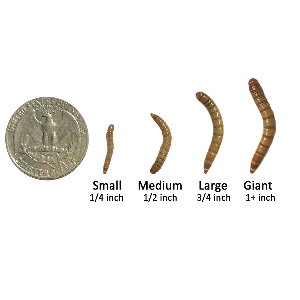 Mealworm Breeder Kit product image 10