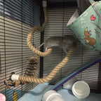Pet Climbing Rope product image 6