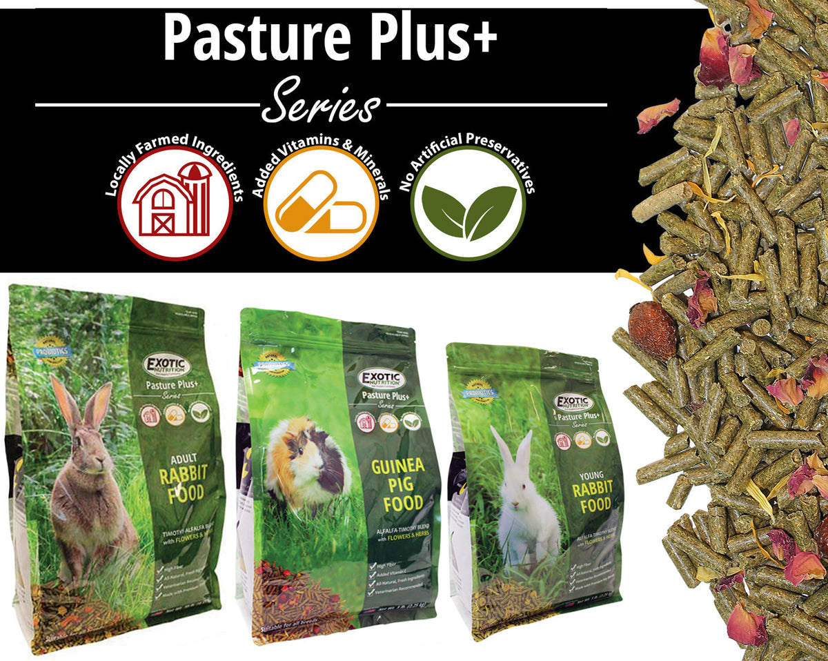 Rabbit Food product image 5