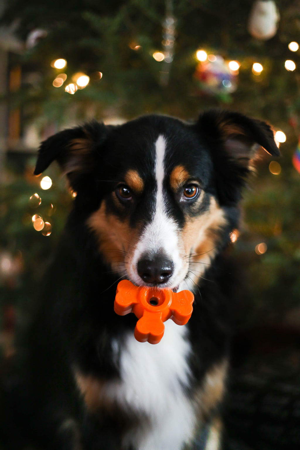 Dog Chew Toy product image 18