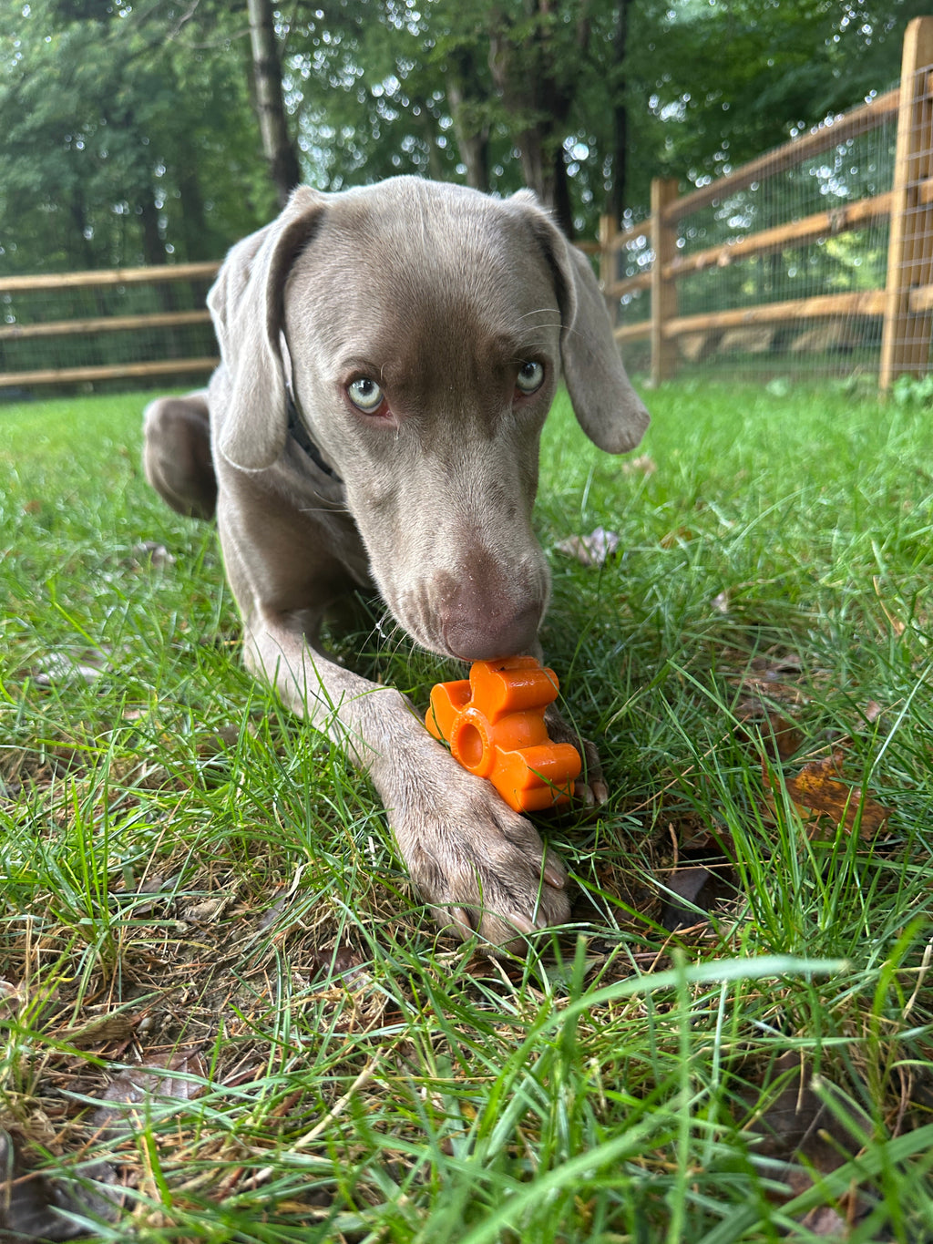 Dog Chew Toy product image 19