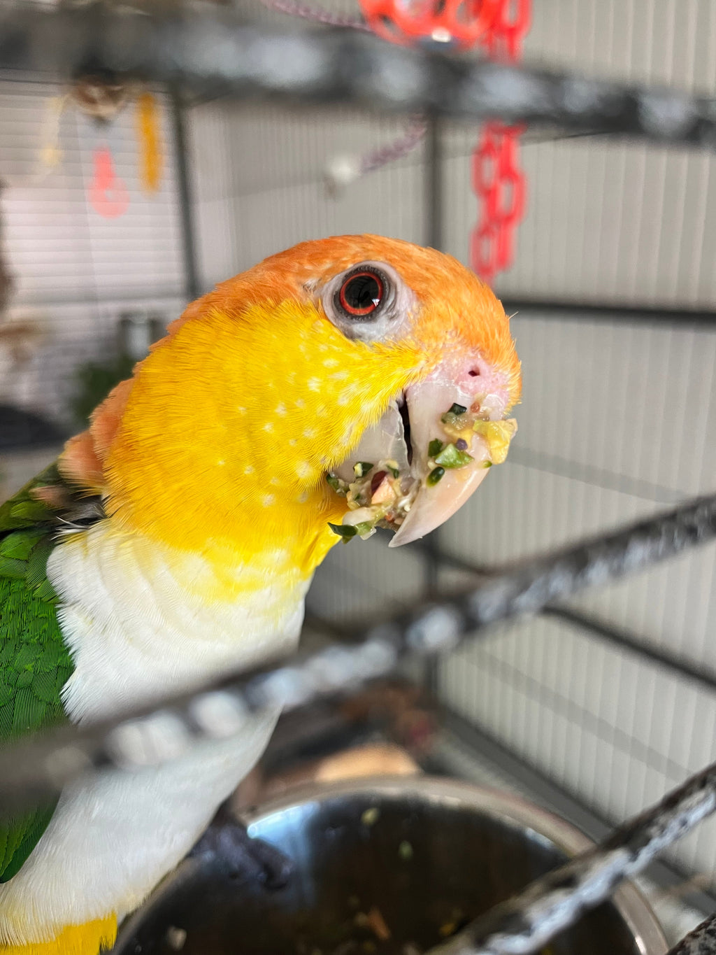 Freeze-Dried Vegetable Bird Chop product image 3