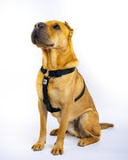 Dog Harness product image 2