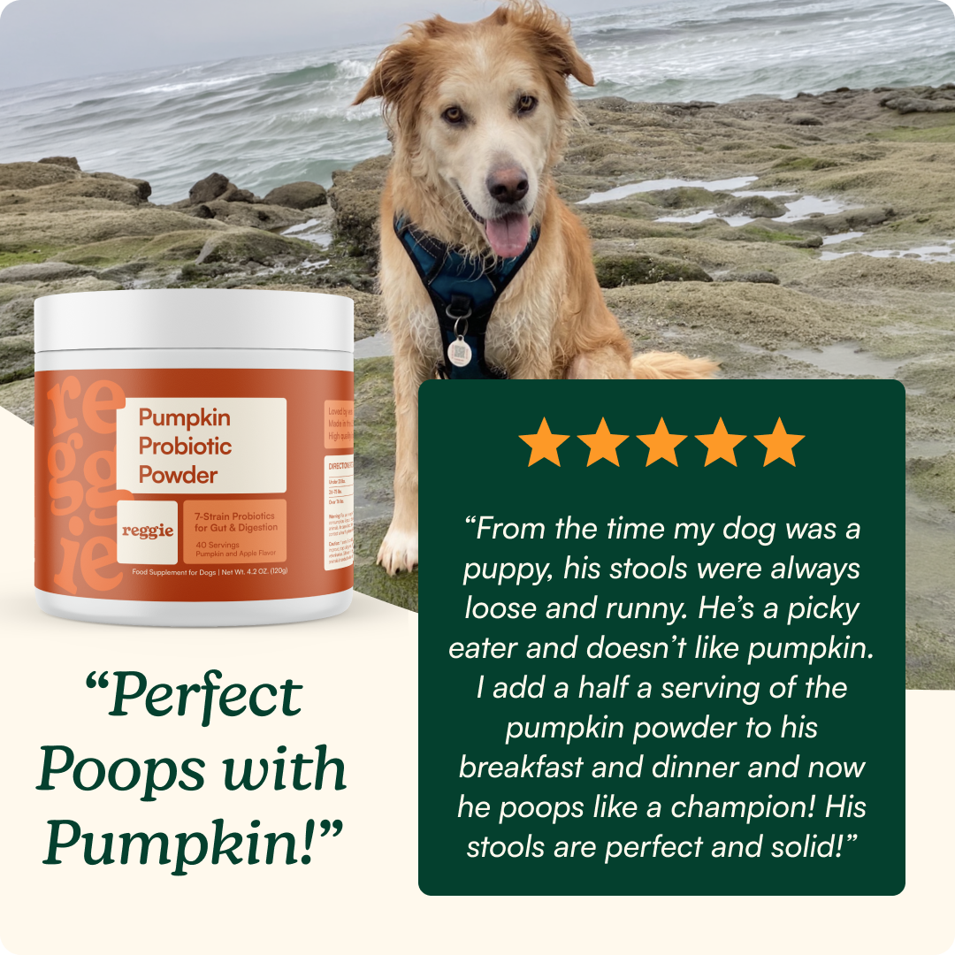 Dog Probiotic Powder product image 7