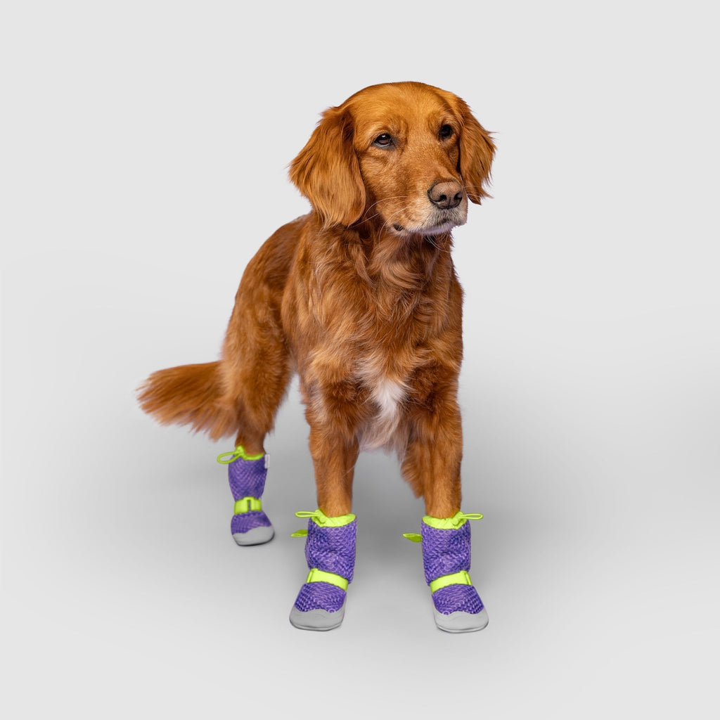 Hot Pavement Dog Boots product image 17