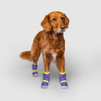 Hot Pavement Dog Boots product image 17