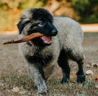 Bully Sticks product image 3