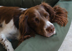 Bolster Dog Bed product image 3