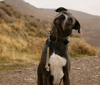 Dog Grab Tab product image 3