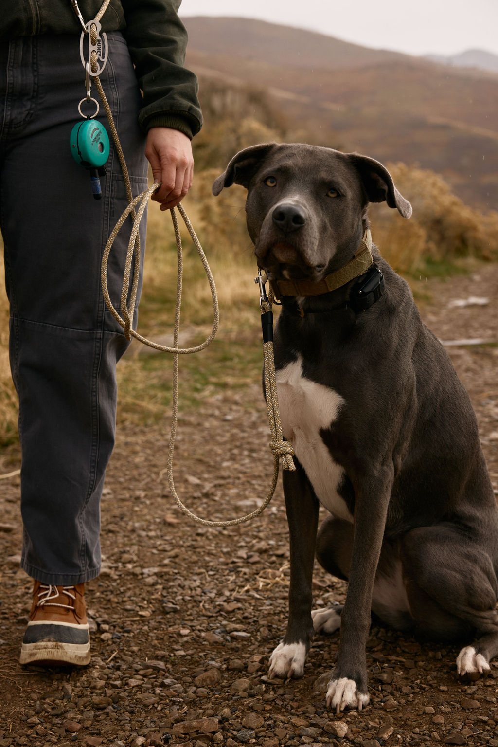 Dog Grab Tab product image 5