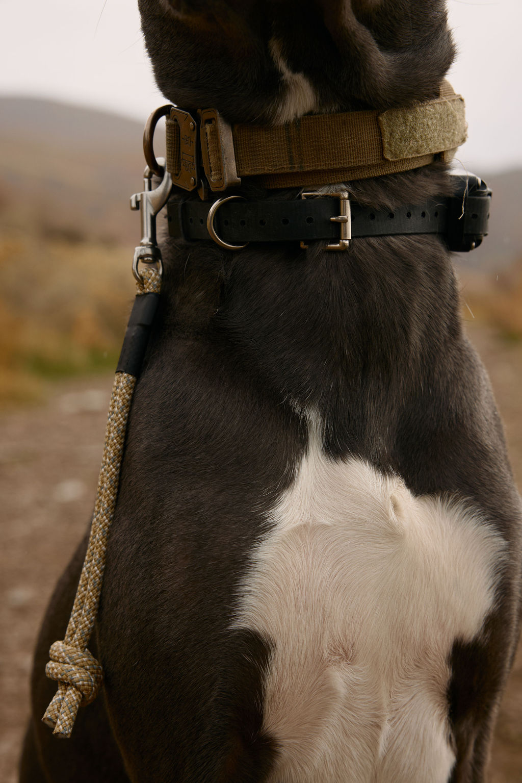 Dog Grab Tab product image 6