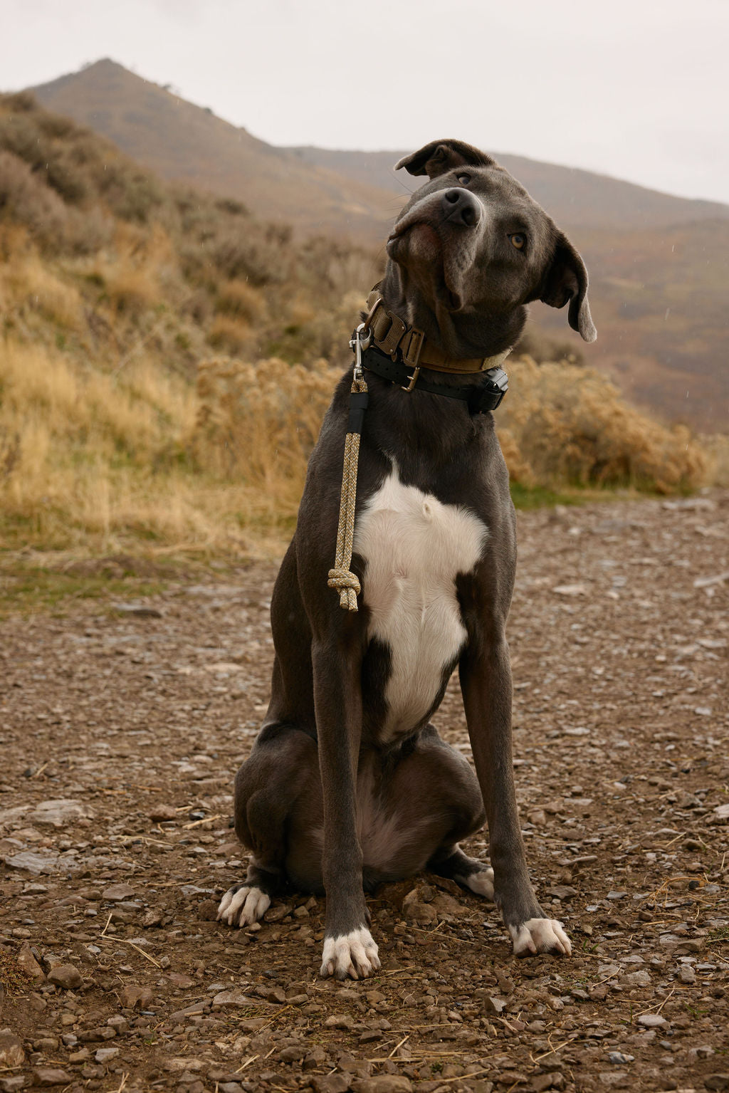 Dog Grab Tab product image 13