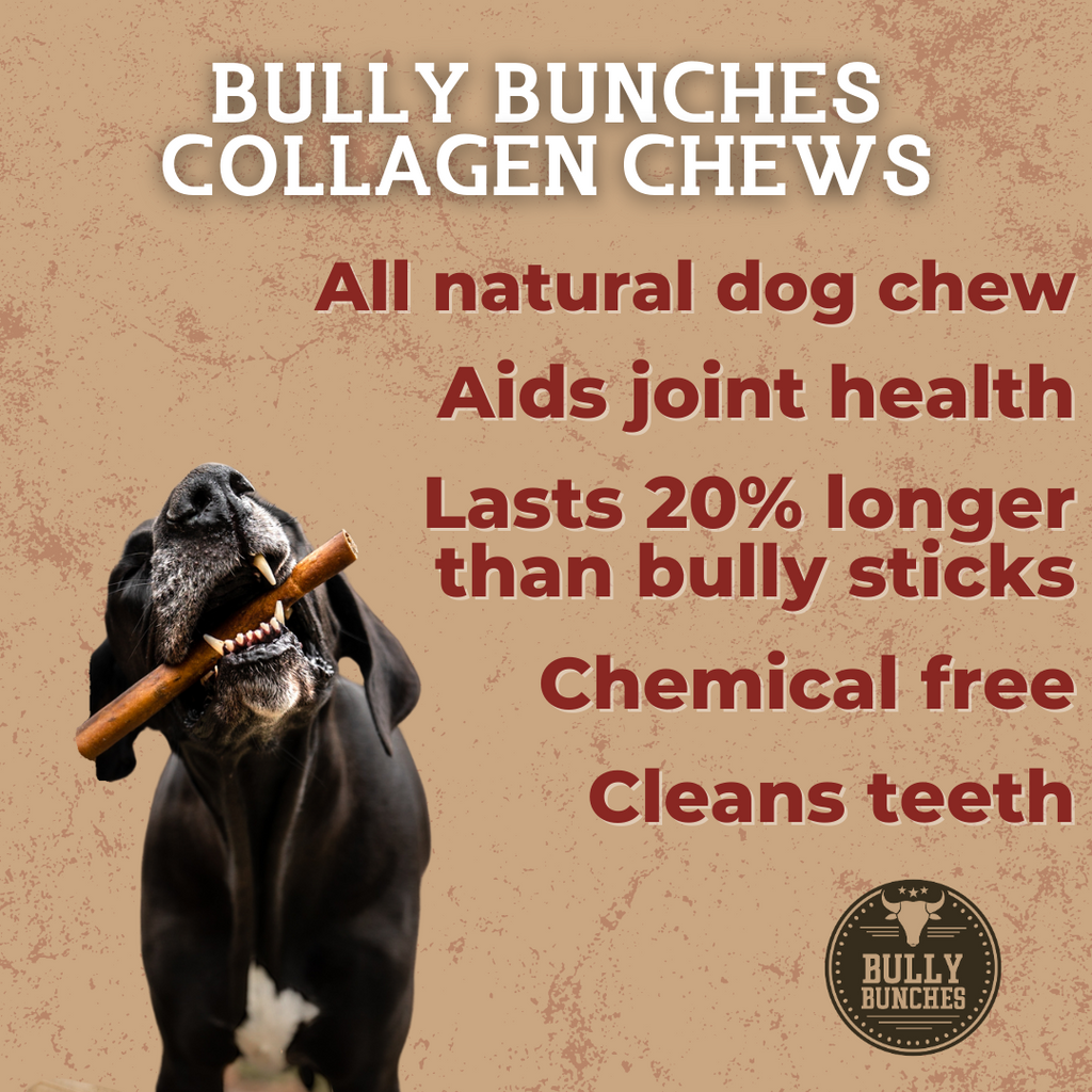 A black dog chewing on a 5-6 inch standard collagen wrapped in bully stick.
