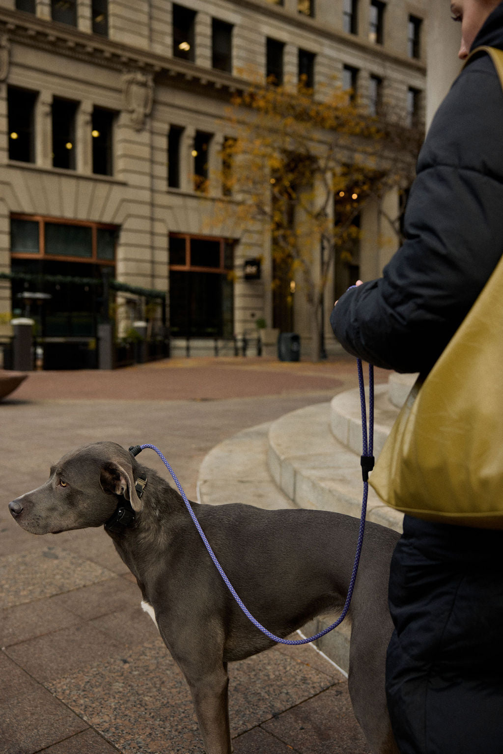 Dog Training Leash product image 3