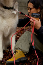 Dog Training Leash product image 4