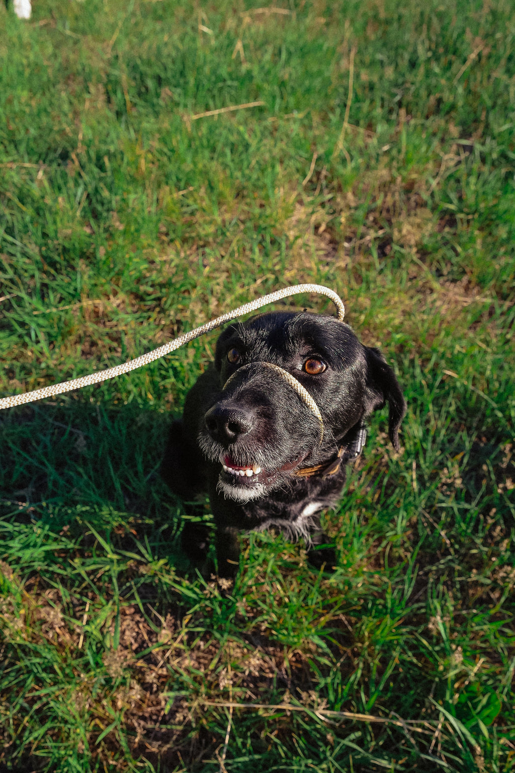 Dog Training Leash product image 12