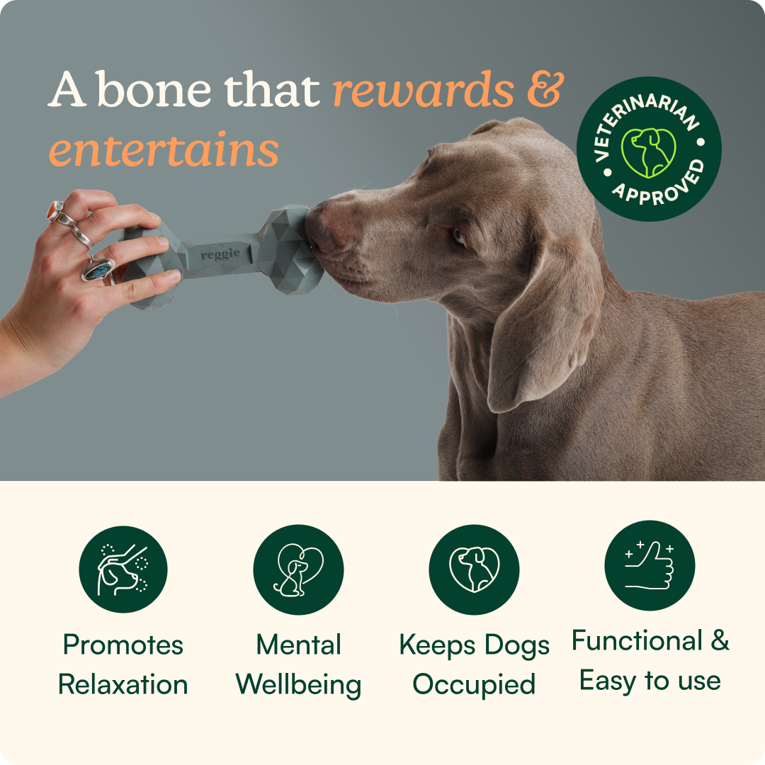 Dog Bone Toy product image 2