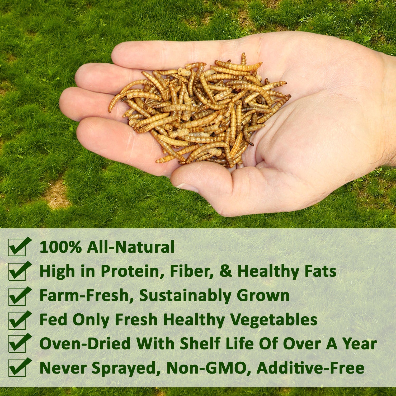 Bulk Dried Mealworms for Poultry and Wild Birds product image 4
