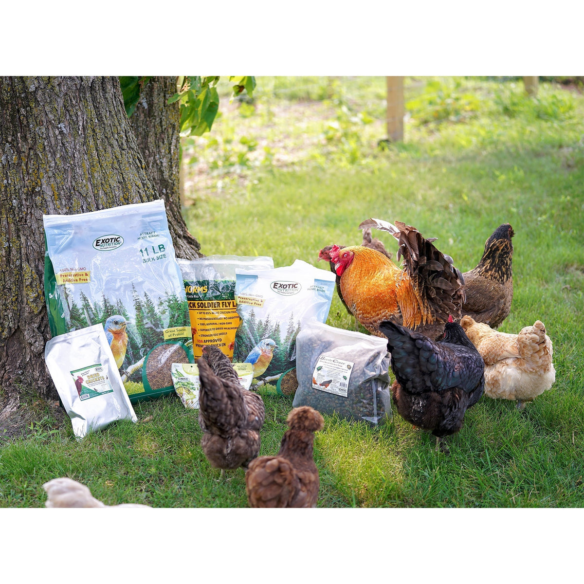 Bulk Dried Mealworms for Poultry and Wild Birds product image 5