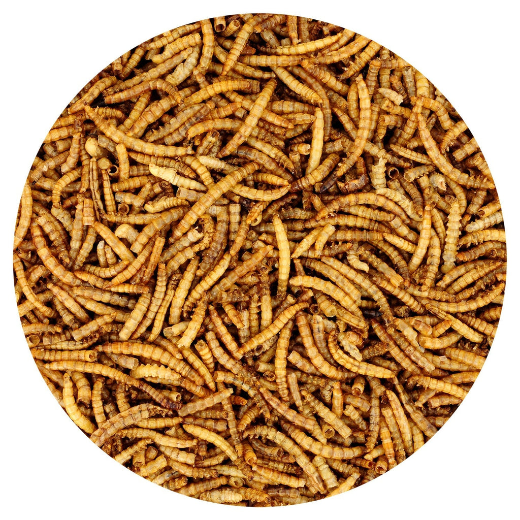 Bulk Dried Mealworms for Poultry and Wild Birds product image 6