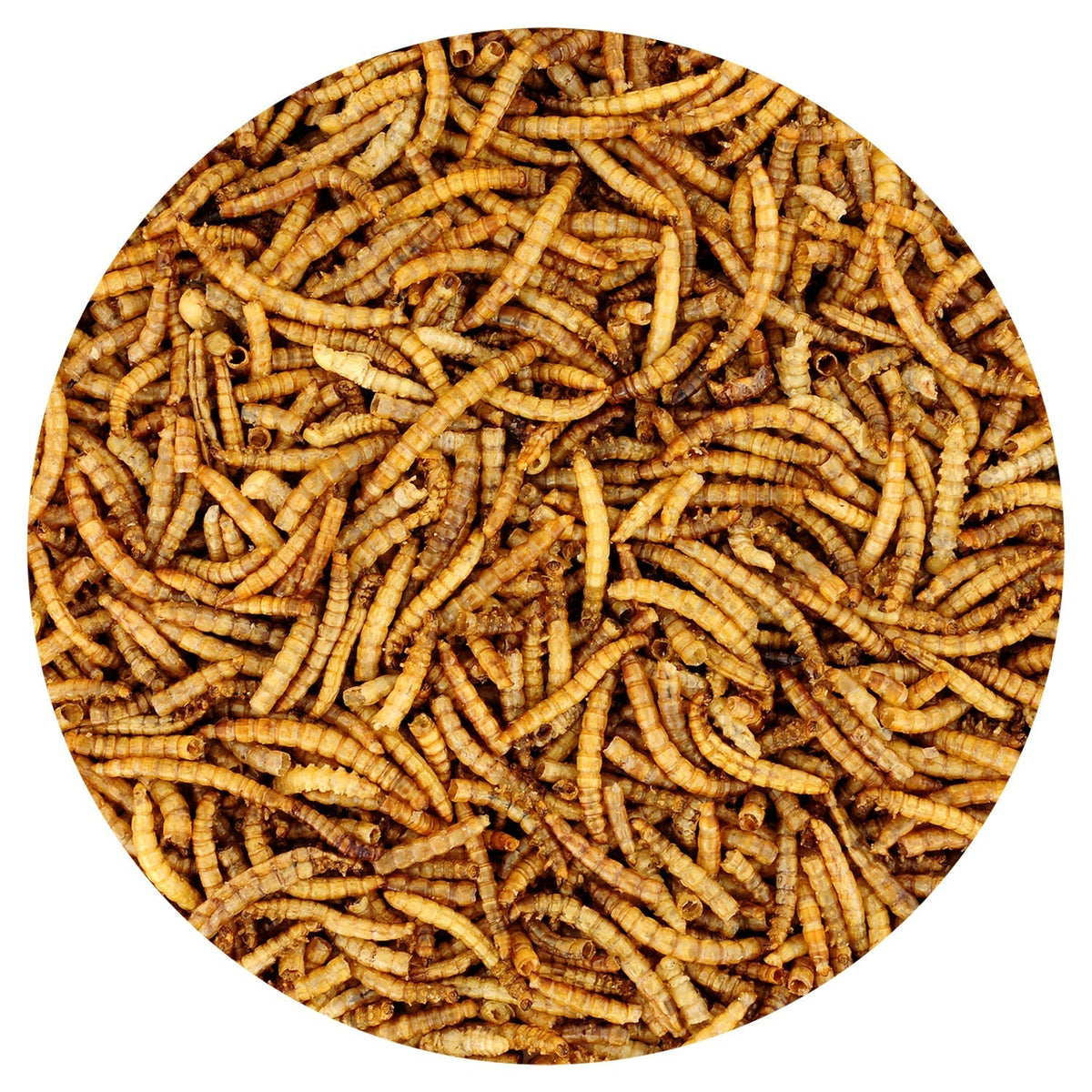 Bulk Dried Mealworms for Poultry and Wild Birds product image 6