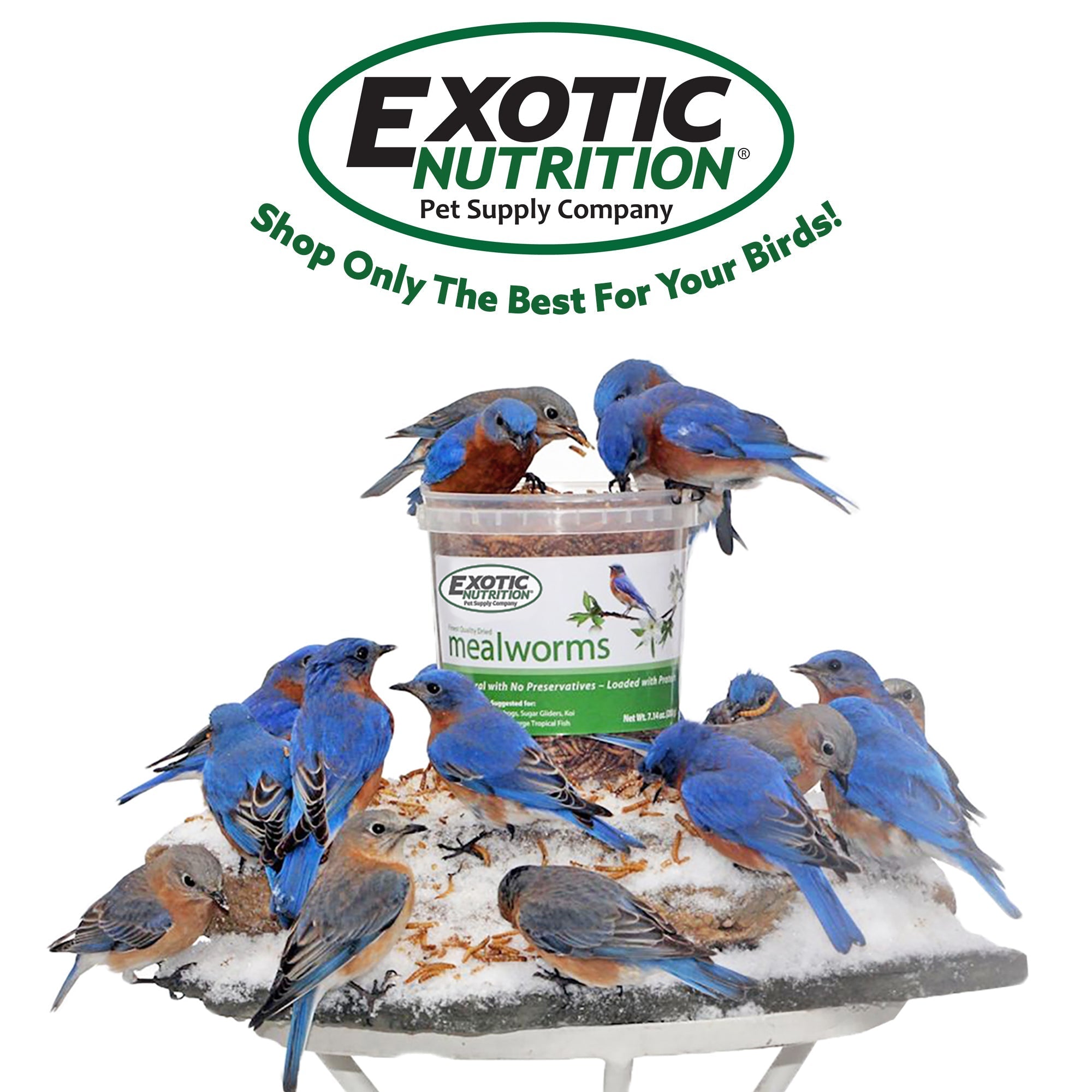 Bulk Dried Mealworms for Poultry and Wild Birds product image 14