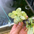 Aquatic Plant product image 1