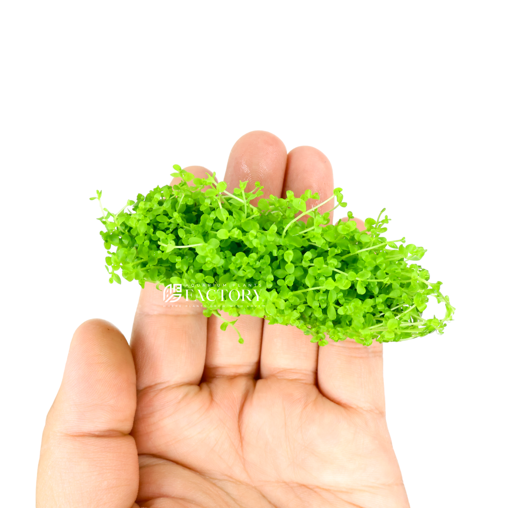Monte Carlo Aquarium Plant product image 2