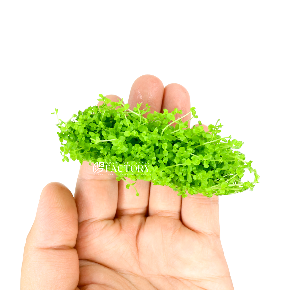 Monte Carlo Aquarium Plant product image 2