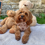 Embroidered Teddy Adjustable Dog Harness product image 6